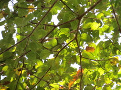 Canarium euphyllum