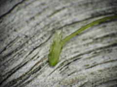 Najas tenuifolia