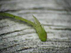 Najas tenuifolia