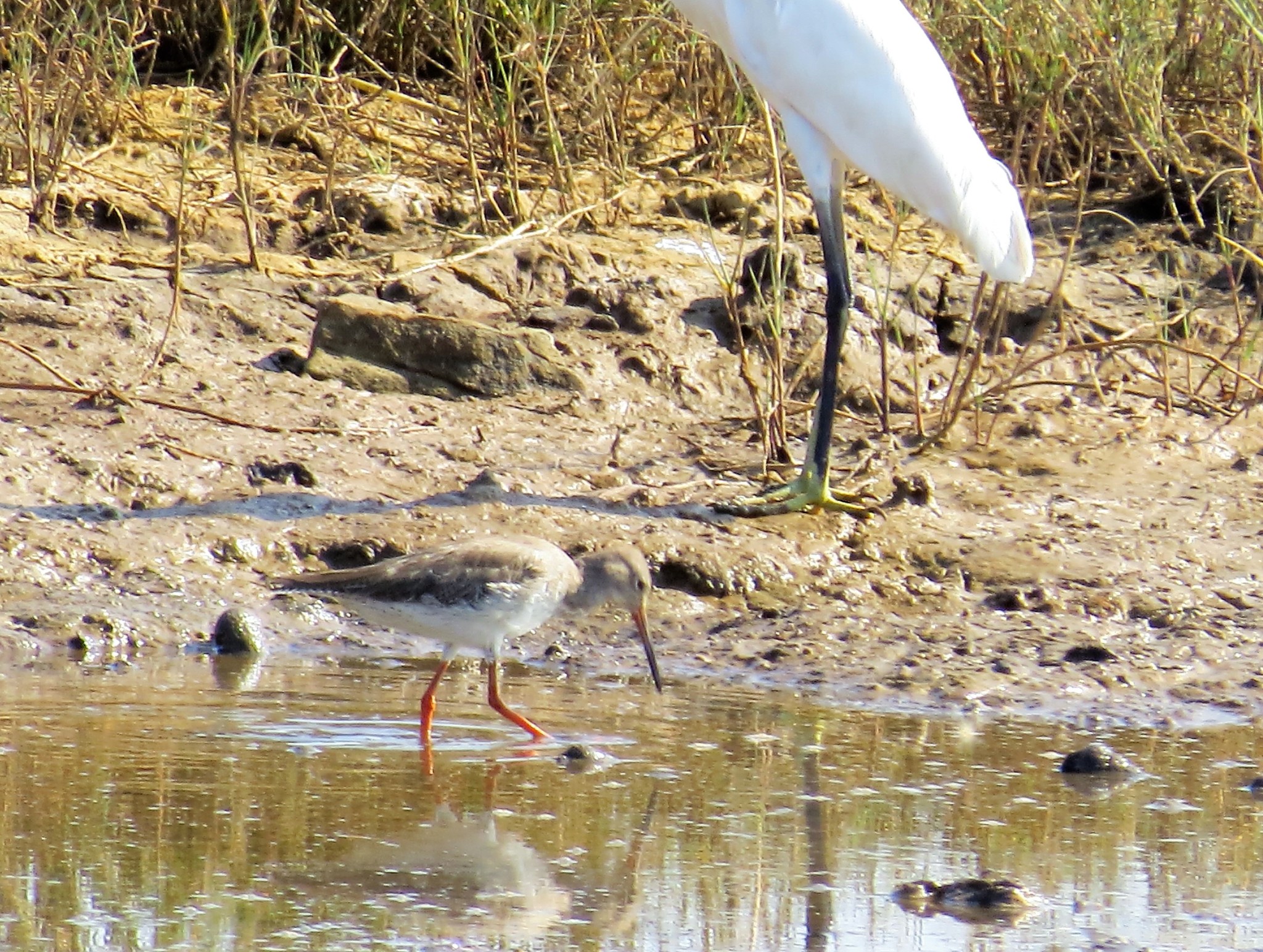 Black-faced Laughingthrush