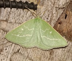 Thetidia smaragdaria