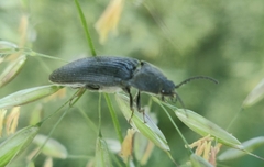 Melanotus punctolineatus