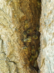 Apis mellifera