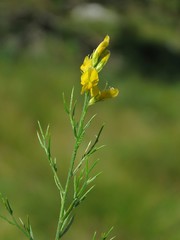 Genista sylvestris