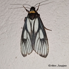 Macrobrochis prasena