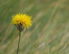 Centaurea rupestris