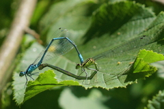 Coenagrion puella