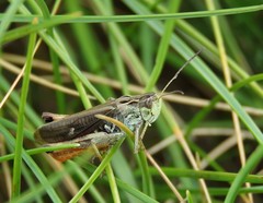 Stenobothrus rubicundulus