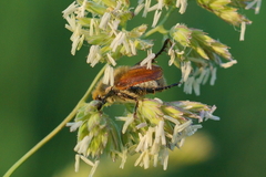 Chaetopteroplia segetum