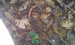 Leptodeira polysticta