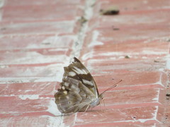 Herona marathus