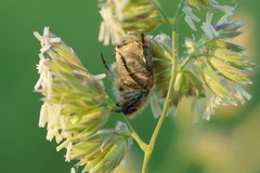 Chaetopteroplia segetum