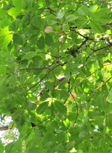 Andaman Planchonia (Planchonia andamanica)