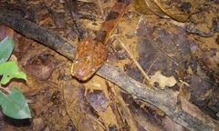 Leptodeira polysticta