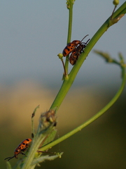 Crioceris quatuordecimpunctata