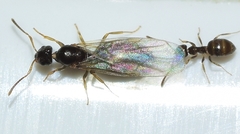 Plagiolepis schmitzii