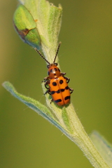 Crioceris quatuordecimpunctata