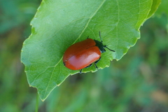 Chrysomela populi