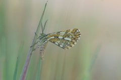 Narraga fasciolaria