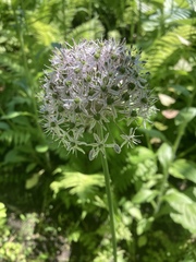 Allium decipiens