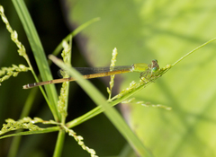 Ceriagrion chromothorax