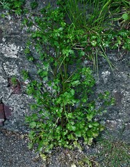 Apium graveolens