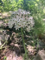 Allium decipiens