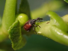 Anthonomus haematopus