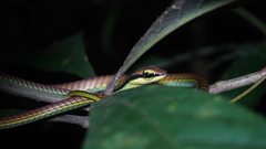 Dendrelaphis formosus