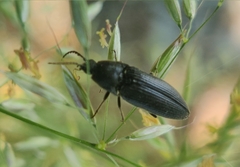 Melanotus punctolineatus