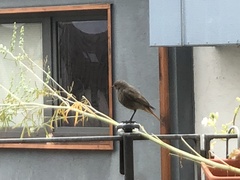 Phoenicurus ochruros