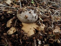 Myriostoma australianum