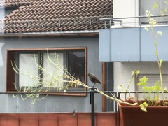 Phoenicurus ochruros