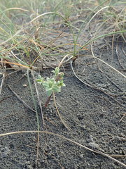 Pimelea villosa