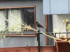 Phoenicurus ochruros