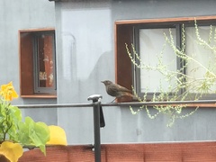 Phoenicurus ochruros