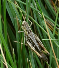 Stenobothrus rubicundulus