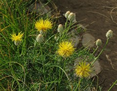 Centaurea rupestris