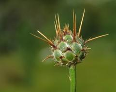 Centaurea rupestris