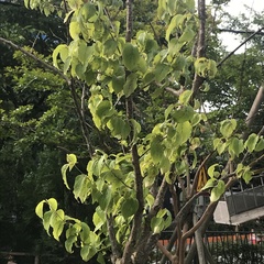 Cornus kousa