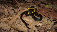 Boiga melanota