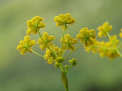 Bupleurum exaltatum