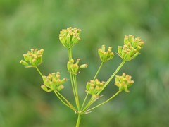 Bupleurum exaltatum