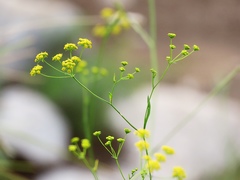 Bupleurum exaltatum