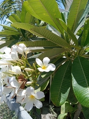 Plumeria