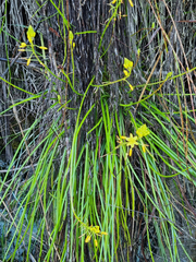 Bulbine audreyae