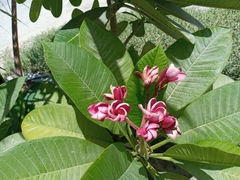 Plumeria