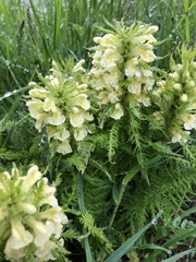 Pedicularis foliosa