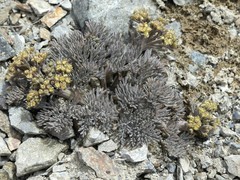 Lignocarpa diversifolia