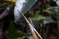 Orthetrum luzonicum